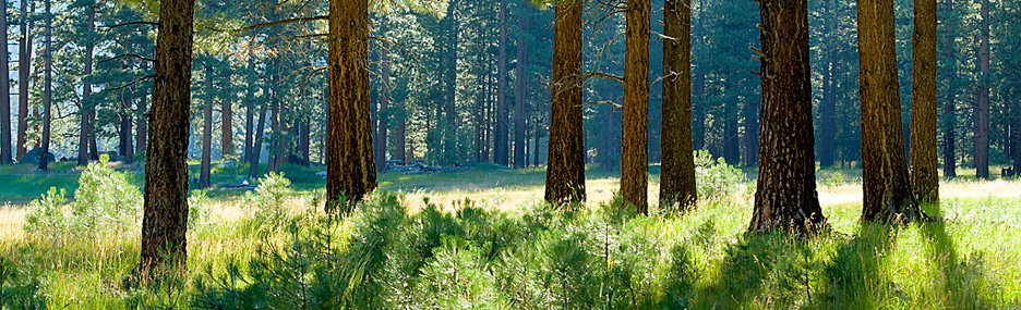 Grover Hot Springs Banner